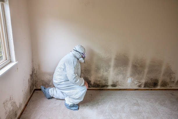 Best Commercial Mold Inspection  in Ewa Gentry, HI